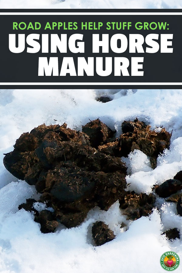 Looking for a fantastic fertilizer? Horse manure is a great choice! We'll tell you how to compost it and more in our how-to guide.