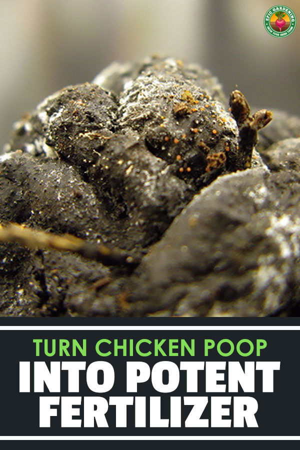 Chicken manure makes for a fantastic fertilizer. Find out the ins and outs of composting and using chicken poop in your garden!