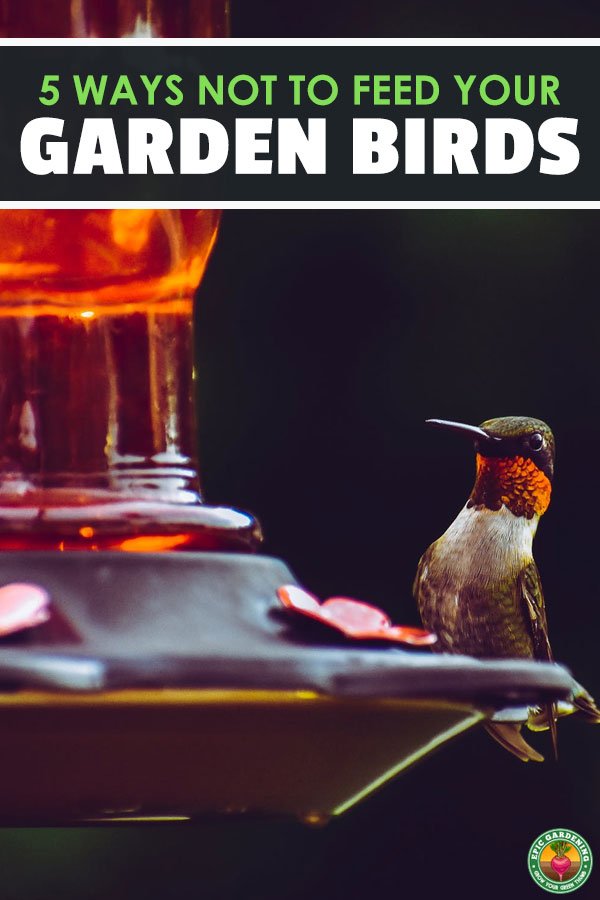 Most people love watching wild garden birds in their natural habitat and have developed an interest in helping sustain the wildlife in their gardens. However, feeding garden birds the wrong foods may actually be doing them more harm than good.