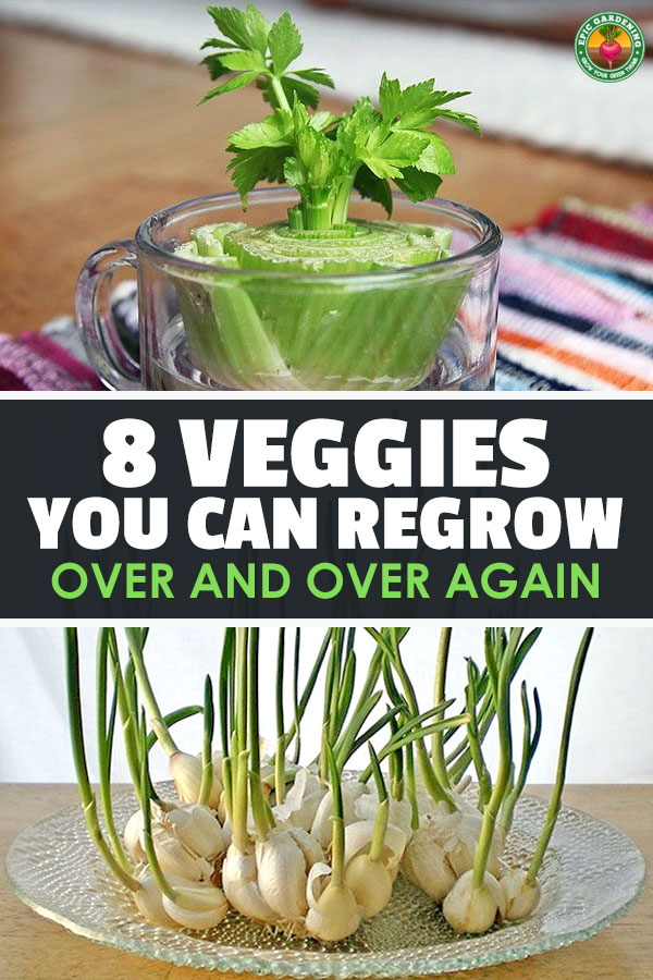 Unbeknownst to many gardeners, there are vegetables you can regrow just by taking cuttings, continually harvesting, or using the tops. Makes for much quicker growing time, check it out!