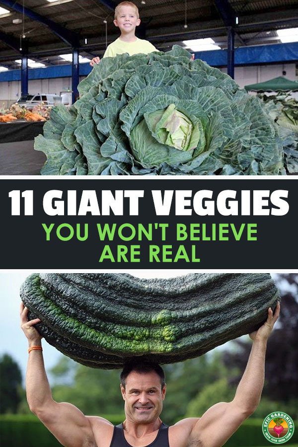 Giant veggies are a thing. They\'re a thing that people grow all around the world, and they\'re absolutely amazing to behold. Check these 11 massive veggies out.