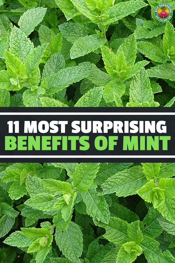 The benefits of mint are many, but most people don\'t know about some of the weirder things that people use mint for. Find out in this complete guide.