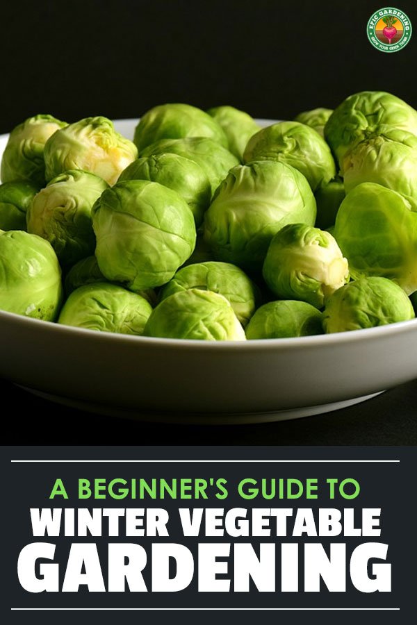 Learning how to grow veggies in the winter will help you produce far more food from your garden than the average growing. Make use of an entire season!