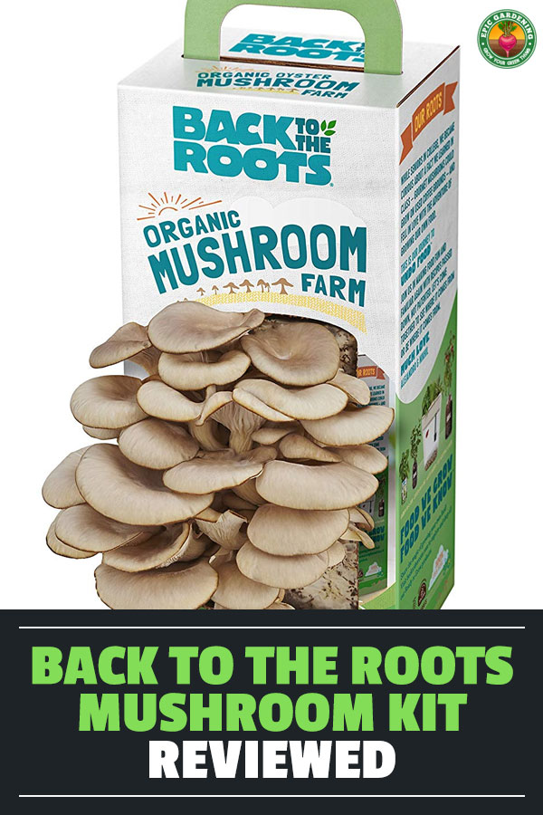 This review of the mushroom kit from Back To The Roots is everything you need to get started cultivating mushrooms in your home - no matter how little space you have!