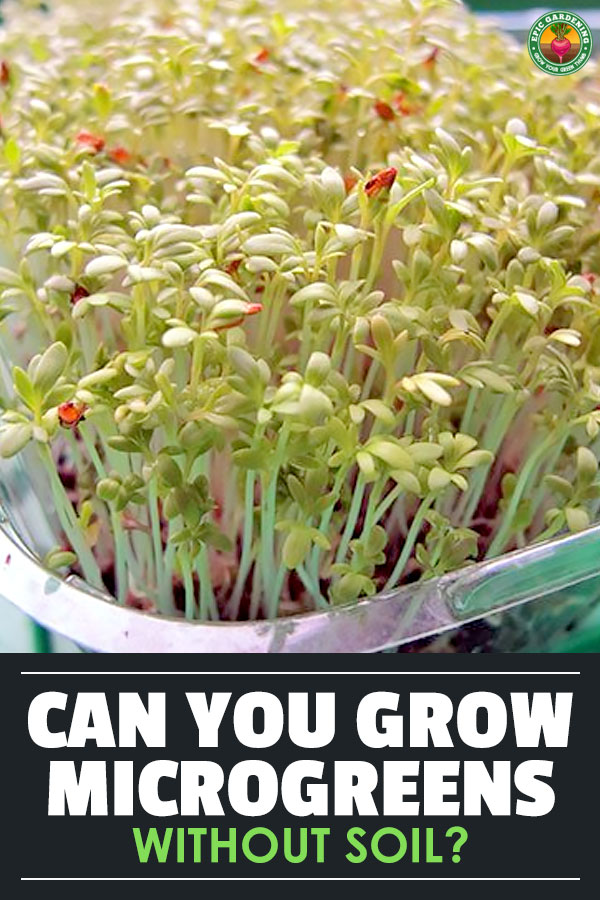 Is it a good idea to grow microgreens in an inert medium like rockwool or burlap, or does soil perform better? Find out in this experiment.