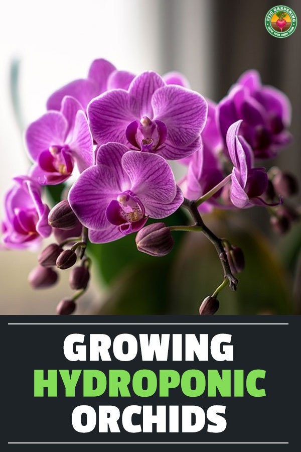 Orchids are some of the most beautiful flowers on Earth. Learn how to grow hydroponic orchids to boost growth and enjoy more of these gorgeous flowers.