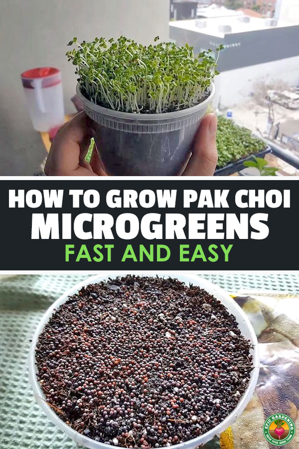 Pak choi microgreens, or Chinese cabbage microgreens, are a staple in the kitchen. They grow in under 10 days, too, so learn how to grow them yourself.