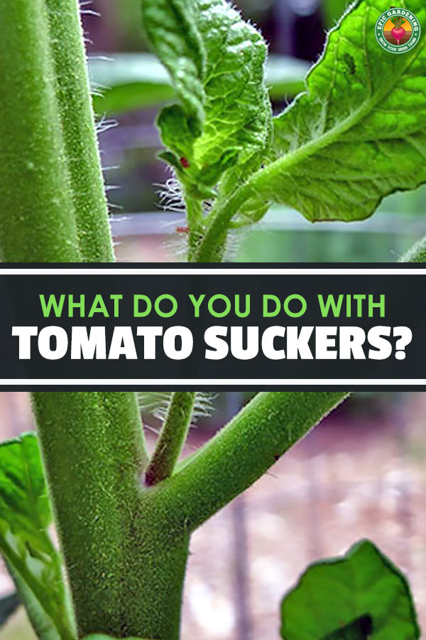 What you should do with tomato suckers has been debated for a long time amongst gardeners. Learn everything you need to know right here.