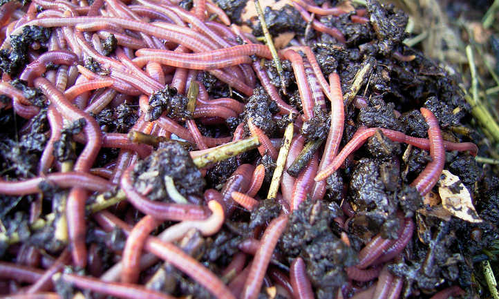 Composting worms