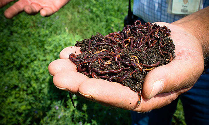 Handful of worms