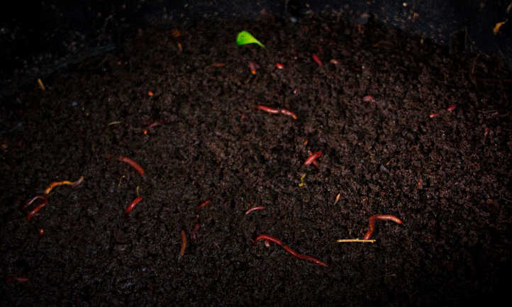 Worms doing their job