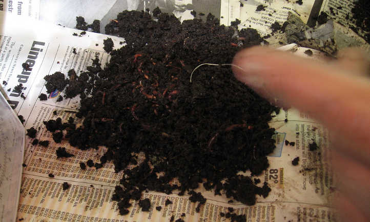 Worms in castings