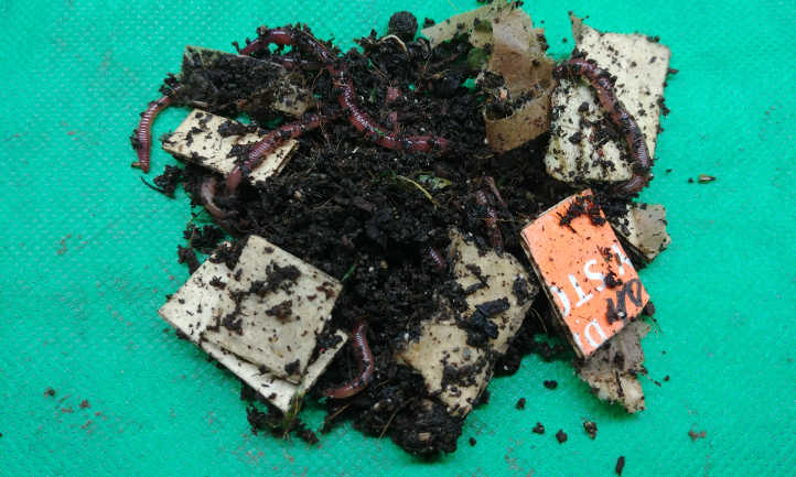 Worms in worm bedding