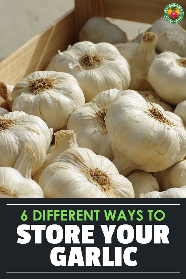 After growing or buying a fresh batch, it's important to store garlic properly. Storing garlic incorrectly can be dangerous!