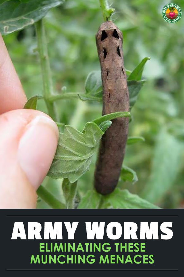 Army worms can march on your garden rows and decimate your plants. There are many types, so learn how to ID them, prevent them, and get rid of them!