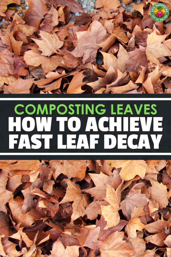Achieving fast leaf decay when composting can be difficult because leaves take a while to break down. These 4 tips will help you speed up the process.