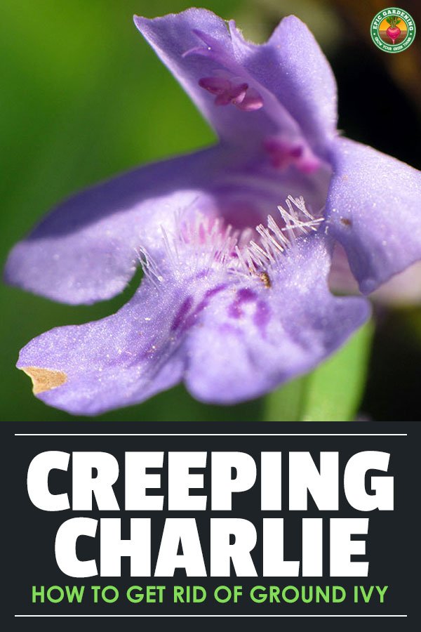 Although it has many uses, creeping charlie, also known as ground ivy or Glechoma hederacea, is most known as a weed. Learn how to kill it in this guide.
