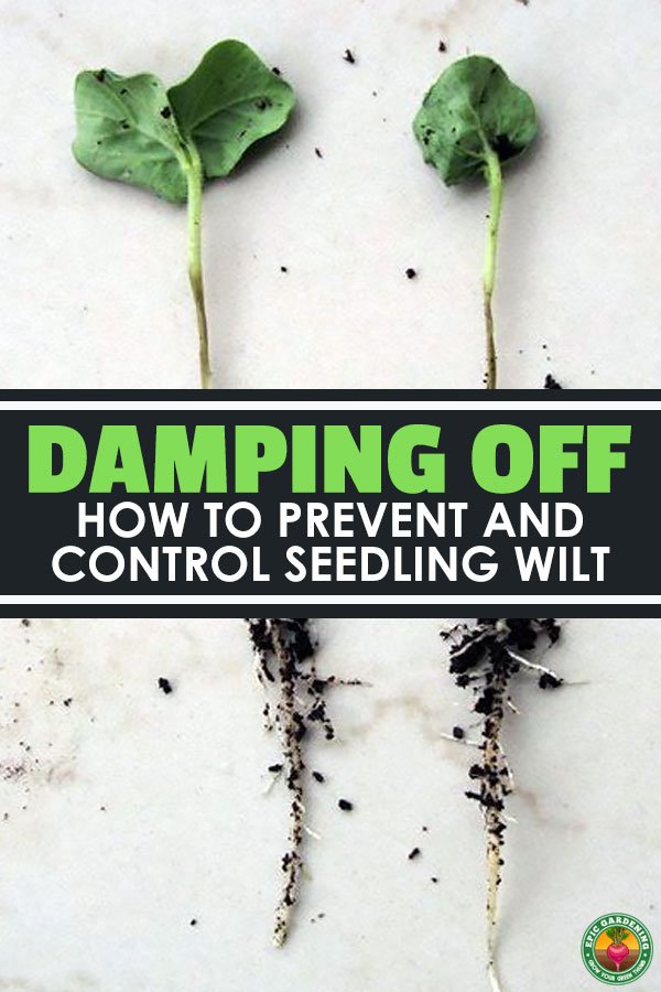 Has damping off got you down? Do you weep with sorrow as your little green darlings turn brown? Learn how to prevent this annoying disease easily.