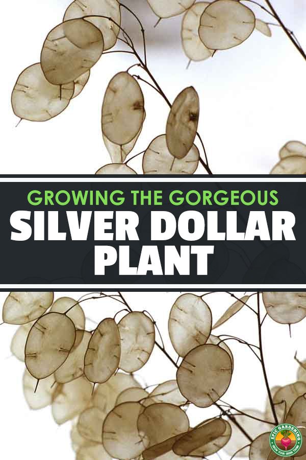 Learn how to grow the silver dollar plant, or lunaria annua, in your garden. The silvery seed pods will add a new level of beauty to your yard.