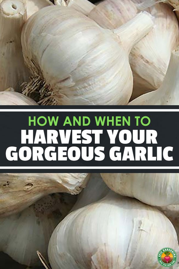 If you have a love affair with garlic like me, learn how and when to harvest garlic to ensure the freshest and best garlic for your cooking.
