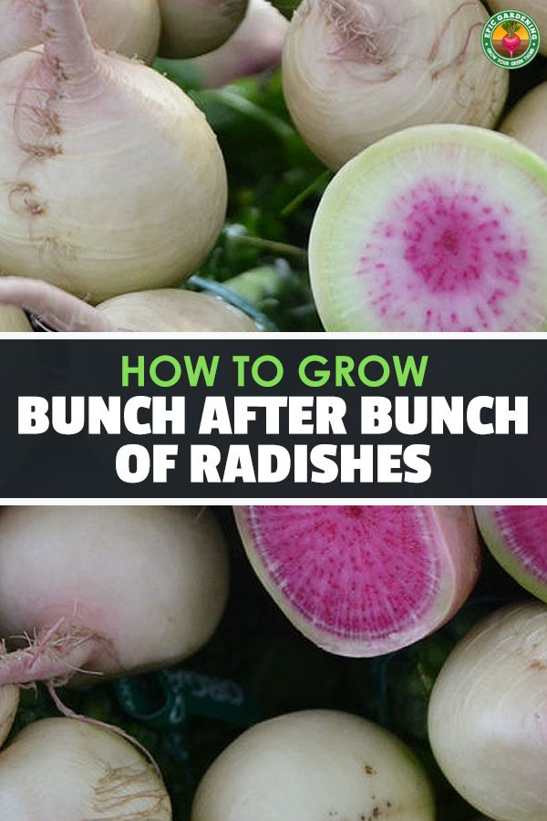 Radishes are one of the fastest and easiest vegetables to grow in your garden, making them great for beginners. Learn how to grow radishes in this guide.