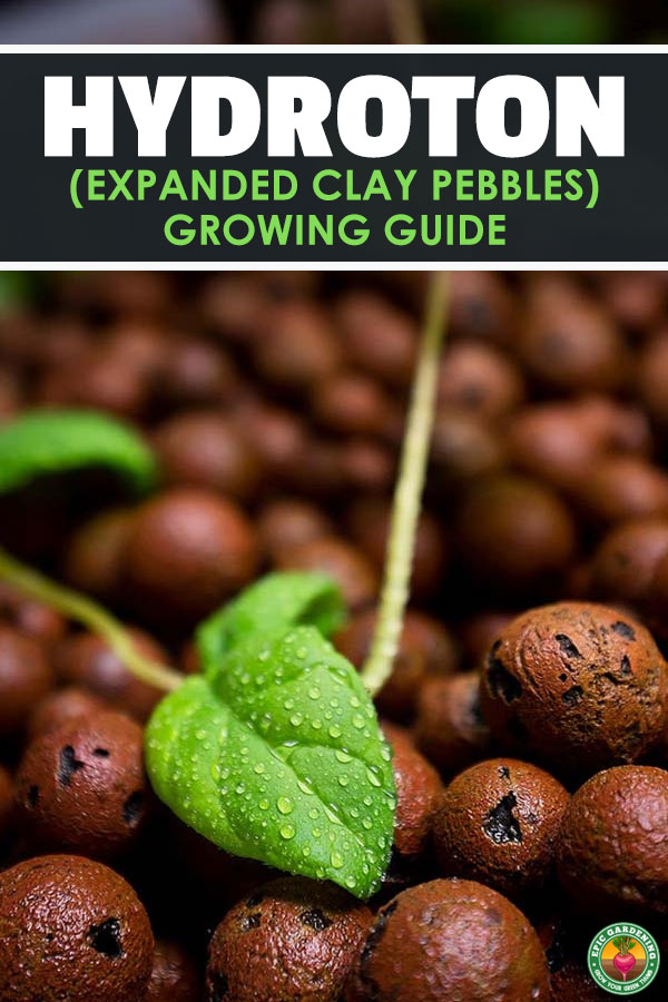 Expanded clay pebbles, or hydroton, are one of the most popular types of growing media. Learn what they are, the benefits and downsides, and how to use them.