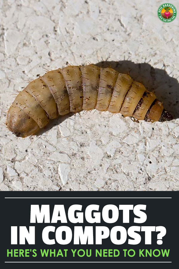 Maggots in compost can be a disgusting thing to see...but are they bad or good for your compost? Find out the answer, along with what causes them!