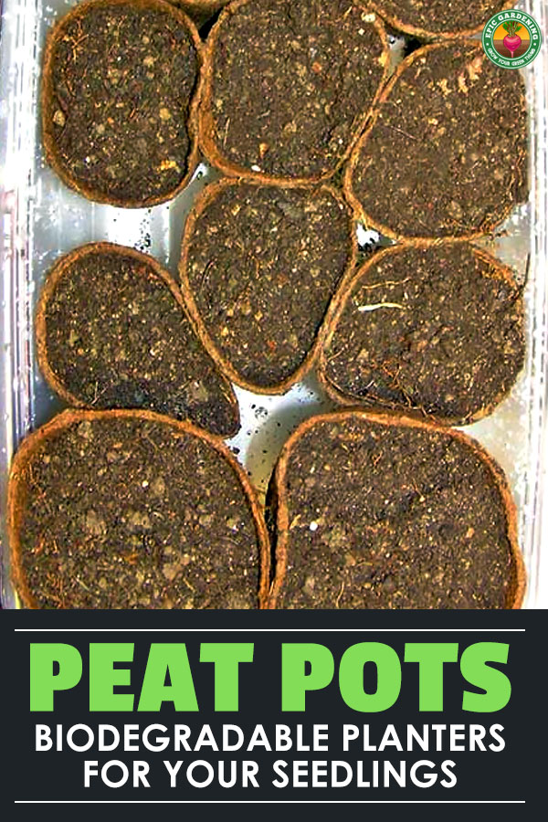Are you getting ready to start seeds or doing transplants? Peat pots should be on your list! Here\'s everything you need to know about this eco-friendly option!