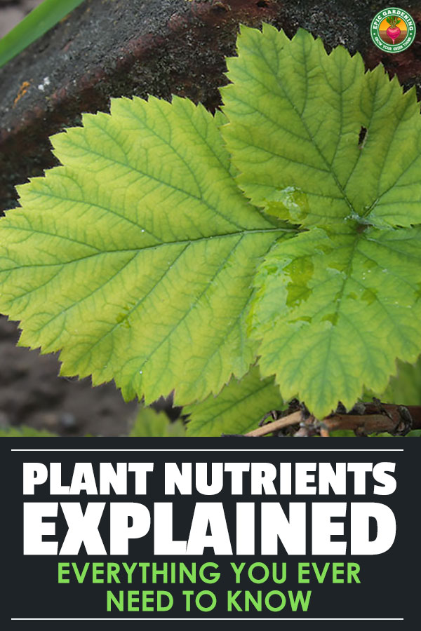 Plant nutrients are more than the NPK numbers you see on fertilizer products. Learn the importance of secondary and trace elements in this guide.