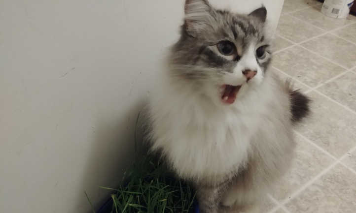 Cat gnawing on cat grass