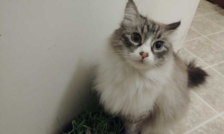 Cat happy about his grass