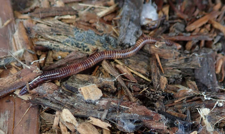 Composting worms types include eisenia fetida
