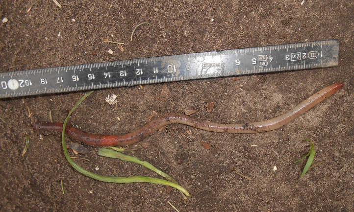 Lumbricus terrestris