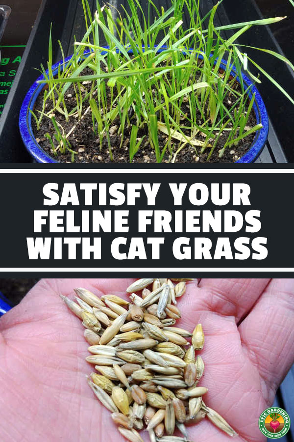 Want to make your cats happy? Grow some cat grass for them! We'll show you multiple methods for keeping your feline overlords satisfied.