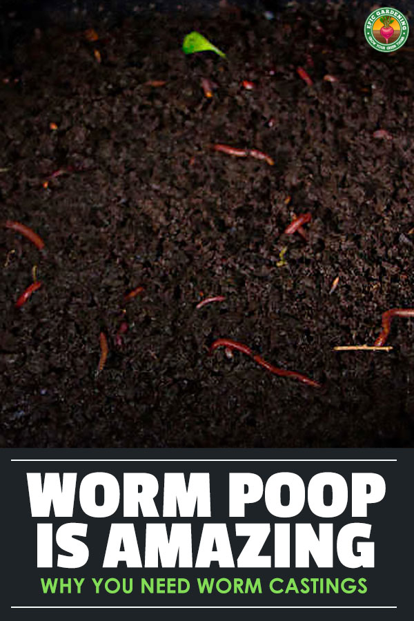 Looking to fortify your soil? Desperate for higher yields? Worm castings are the answer! Learn all about this great soil amendment here.