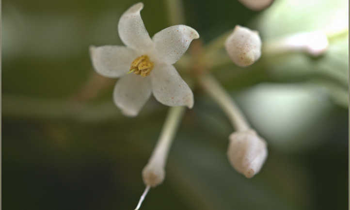 Ardisia crenata flowers