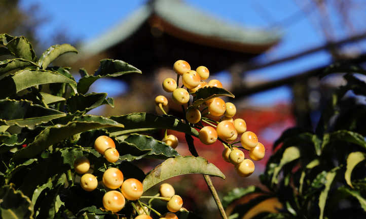 Ardisia crenata Sims