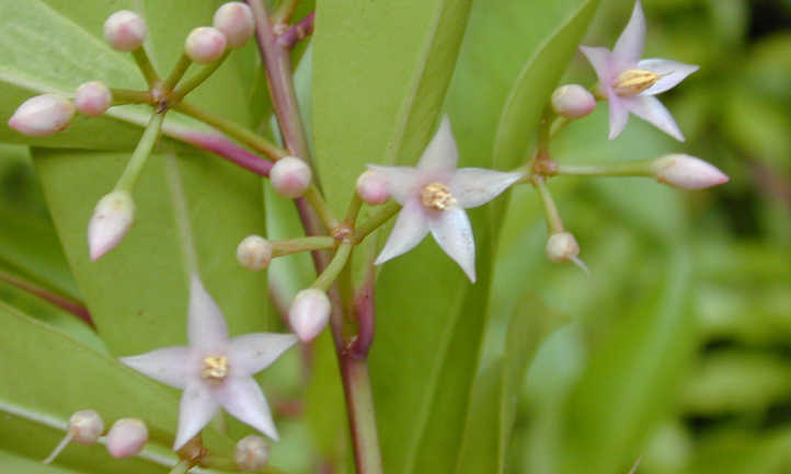 Ardisia elliptica flowers