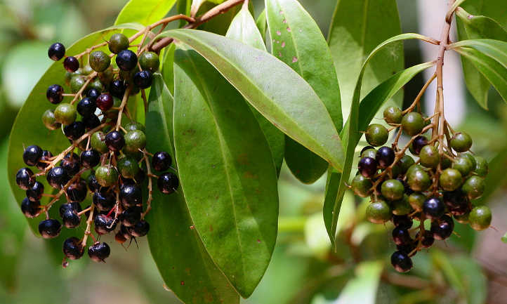 Ardisia escallonioides fruit