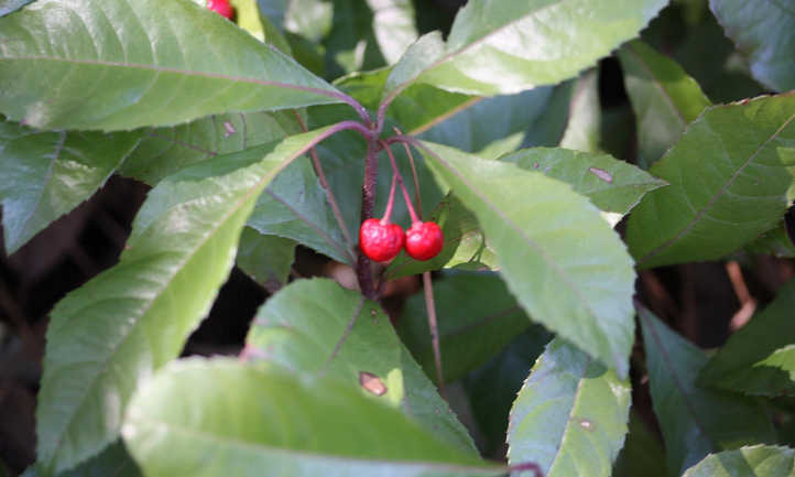 Ardisia japonica Chirimen