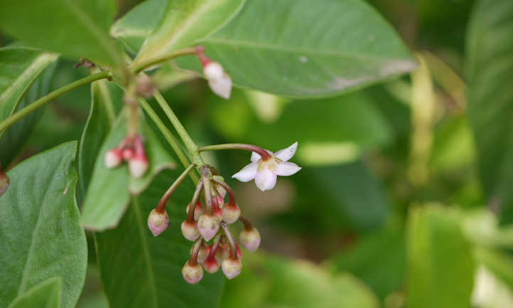 Ardisia solanacea
