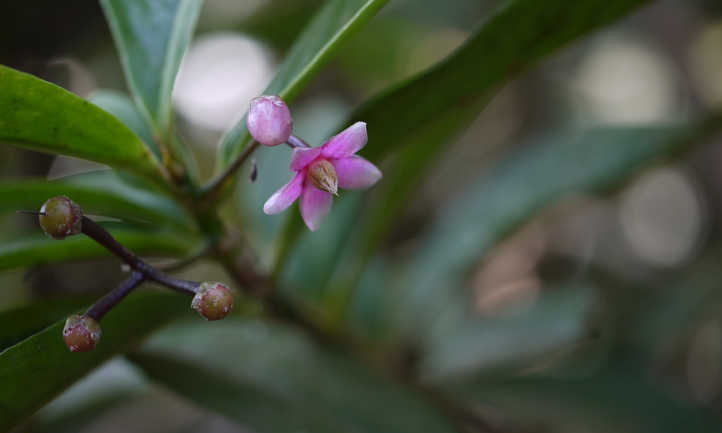 Ardisia solanacea flower