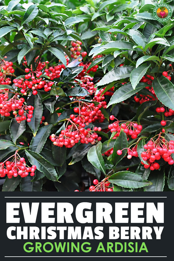 Yes, ardisia can be invasive outdoors. But indoors it's a fantastic houseplant. We've got the top tips for growing Christmas berry at home!