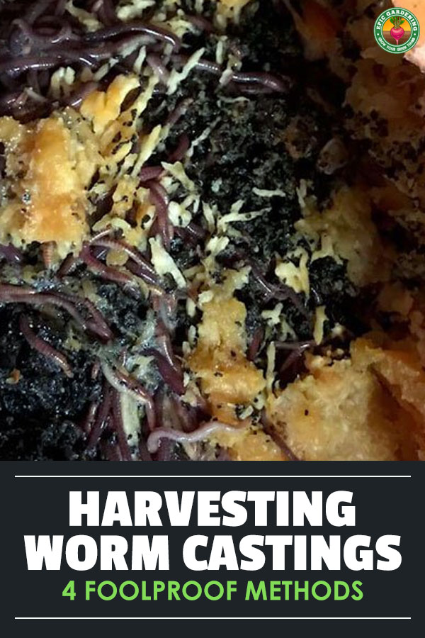 Once your worm composting bin is full, it\'s time to start harvesting worm castings. But how? Learn 4 methods in this article.