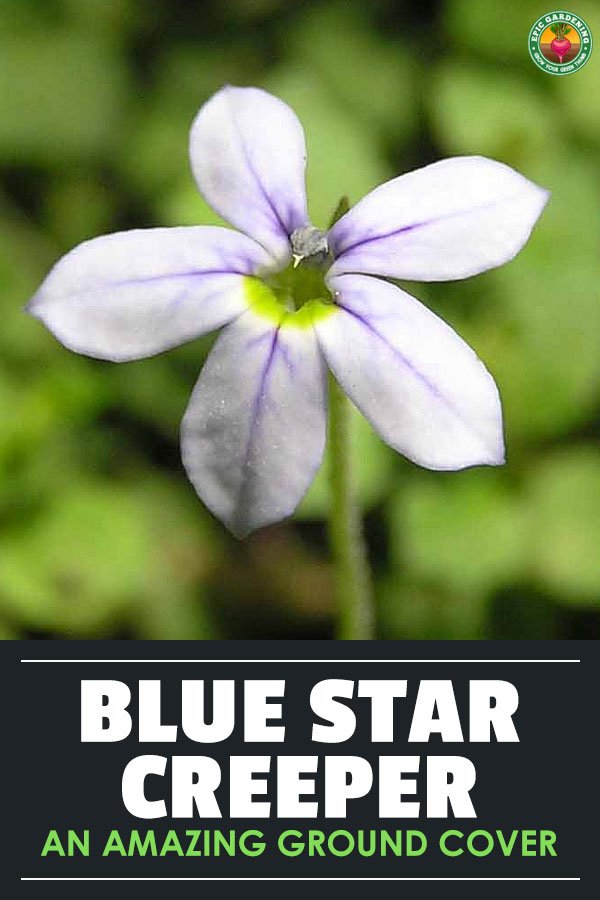 Blue star creeper, also known as Isotoma fluviatilis or swamp isotome, is an easy to care for ground cover. Learn to grow it here.