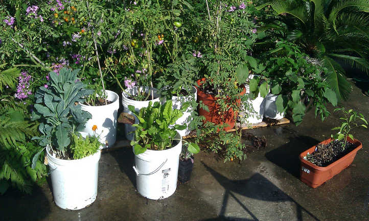 Five gallon buckets make portable planters.