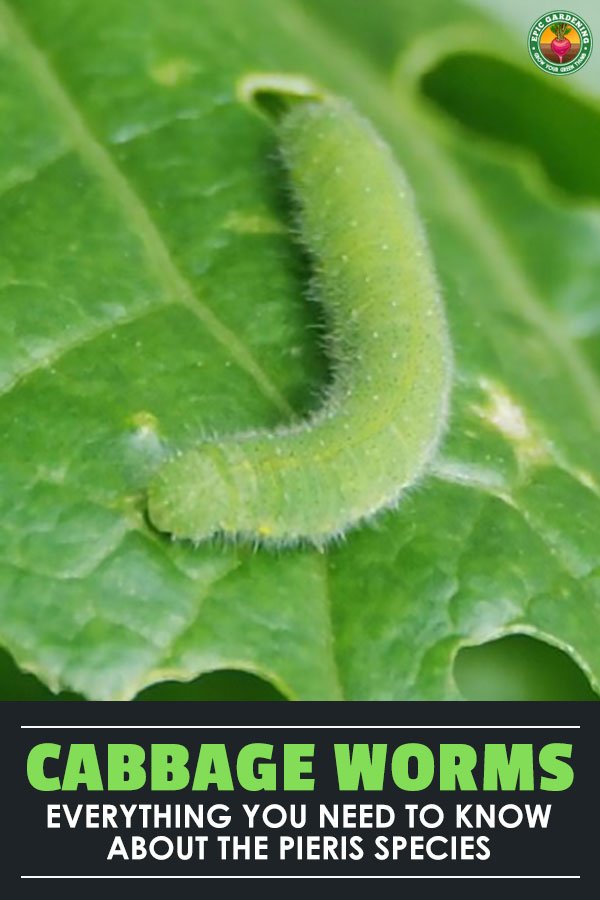 If you\'re finding holes in your cabbage and other veggies, cabbage worms are probably the culprit. Learn how to get rid of cabbage worms for good here!