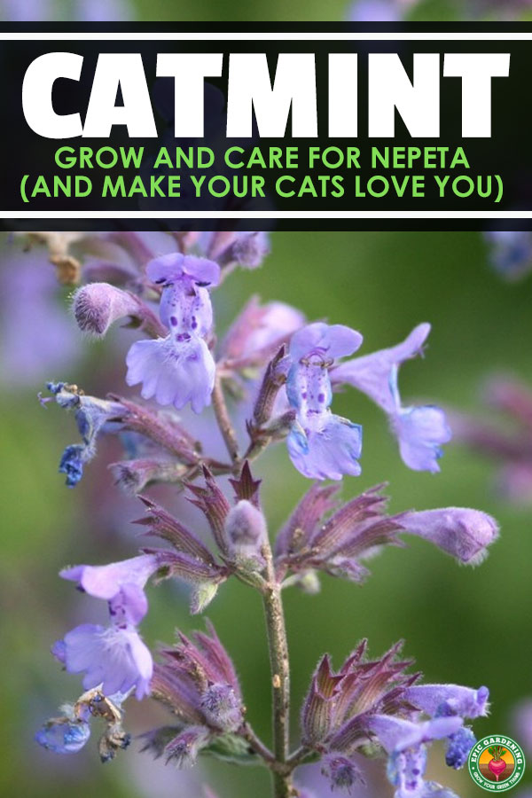 Did you know there are over 250 varieties of catmint? Do you know the difference between catnip and catmint? Learn this and much more in this in-depth guide.