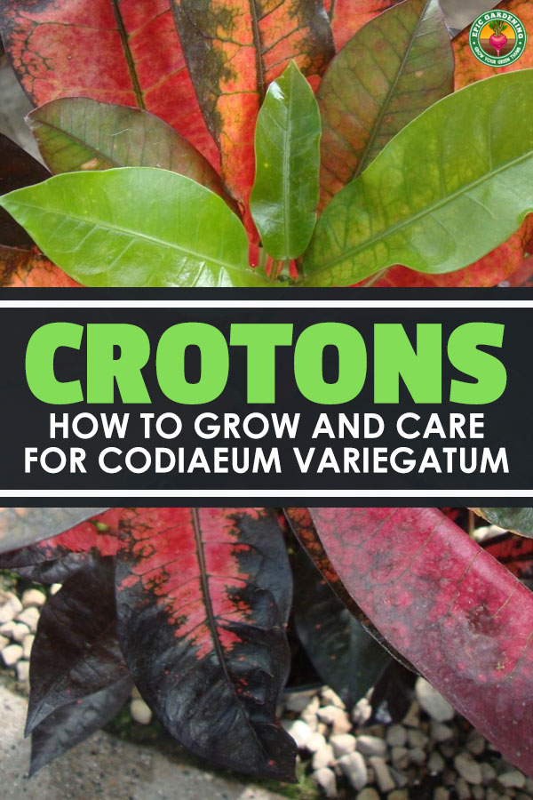 Crotons offer a splash of color to any environment. With thick, leathery leaves that have a shiny surface and that grow in a wide variety of colors, they're admired as an ornamental.