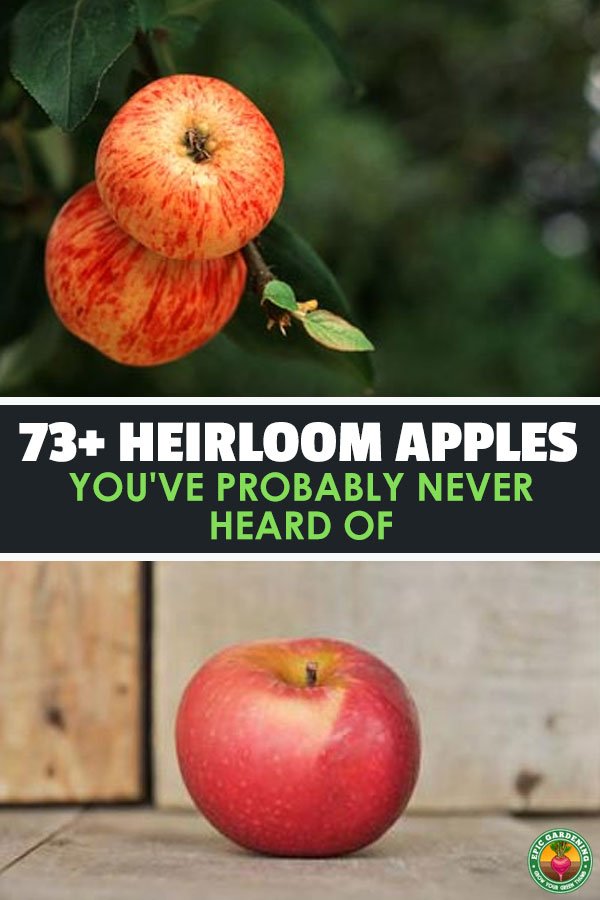 Forget about Granny Smith...there are dozens of heirloom apple varieties that you\'ve probably never heard of! Check out the list and grow some of your own.
